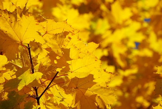 autumn leaves background in sunny day