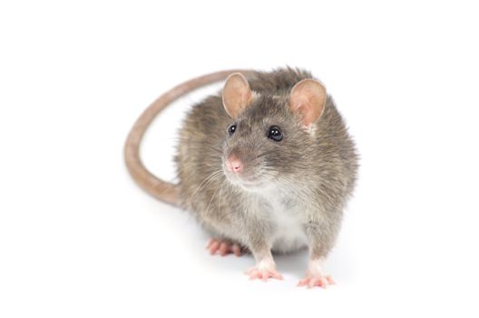 rat isolated on white background