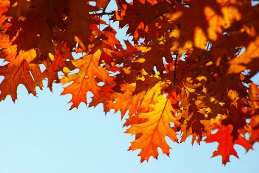 autumn leaves background in a sunny day