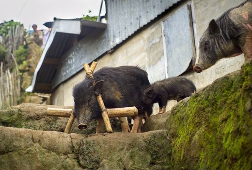 Three black pig in small Philippines village