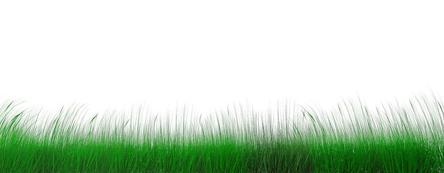 lawn of green juicy grass on a white background