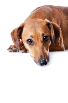 Portrait of the red dachshund on a white background