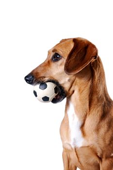 Red dachshund with a ball on a white background