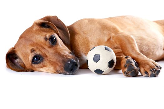 The red dachshund with a ball lies on a white background