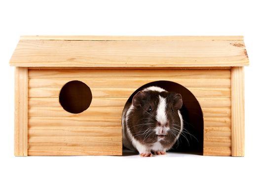 Guinea pigs in a wooden small house on a white background