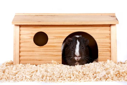 Guinea pigs in a wooden small house on sawdust on a white background