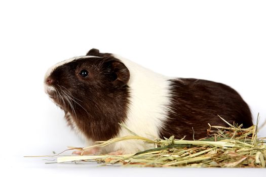 Guinea pig with hay on a white background