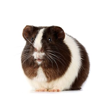 Guinea pig on a white background