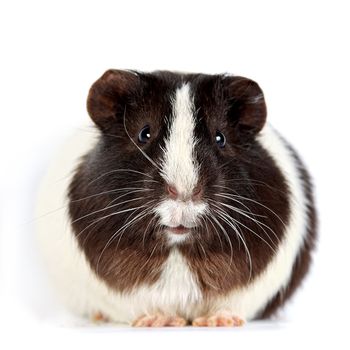 Guinea pig on a white background