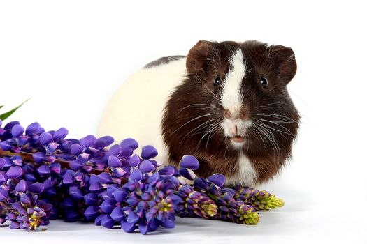 Guinea pig with flowers on a white background