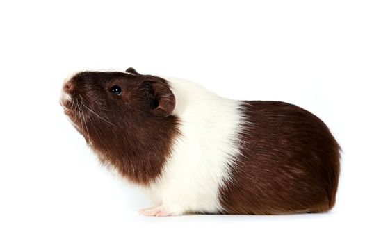 Brown-white curious guinea pigs on a white background