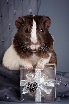 Guinea pig with a gift on a gray background