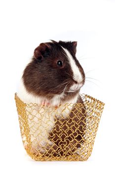 Guinea pigs in a gold basket on a white background