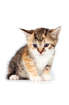 Multi-colored Small kitten on a white background