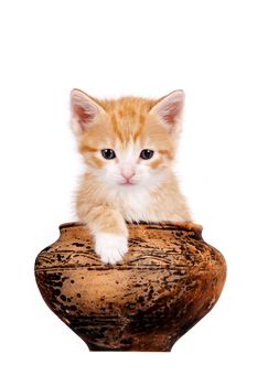 Red kitten in a clay pot on a white background