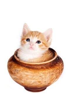 Red kitten in a clay pot on a white background