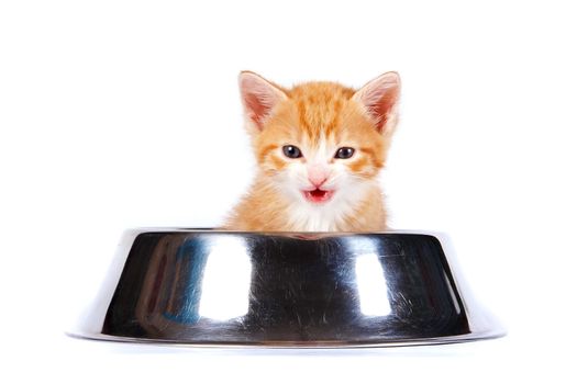 Red kitten in the big bowl for a forage on a white background