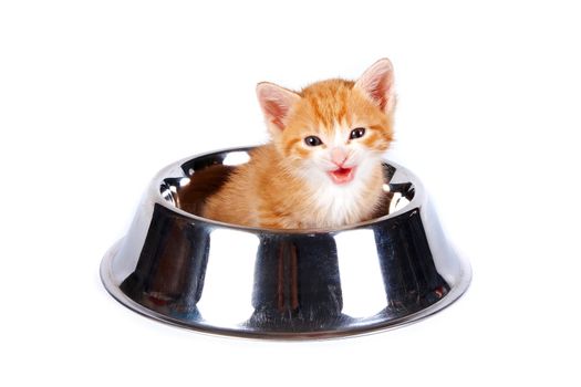 Red kitten in the big bowl for a forage on a white background