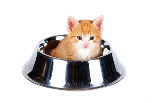 Red kitten in the big bowl for a forage on a white background