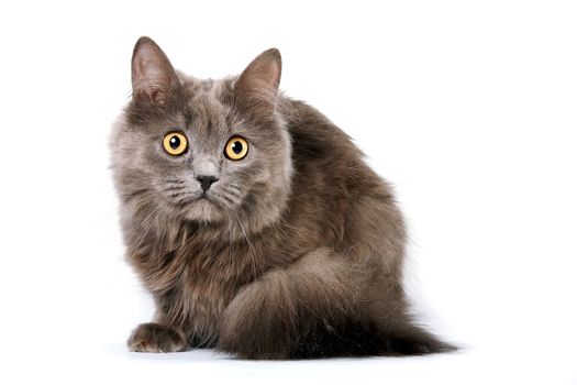 Gray cat with yellow eyes on a white background