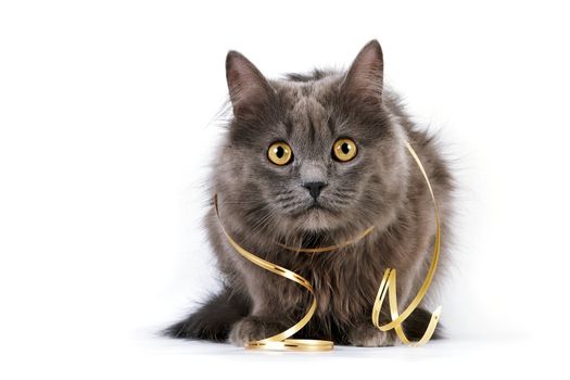 Gray cat with yellow eyes on a white background