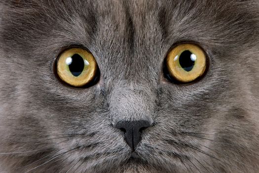 Yellow eyes of a gray fluffy cat