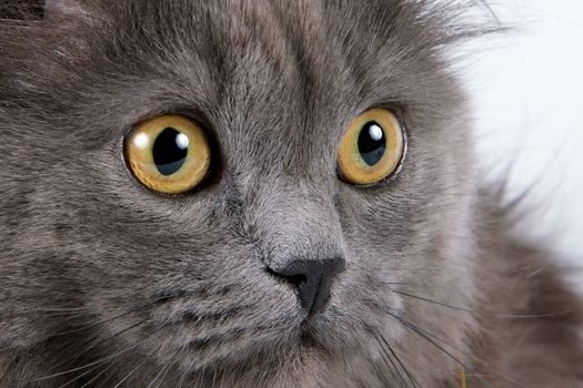 Yellow eyes of a gray fluffy cat