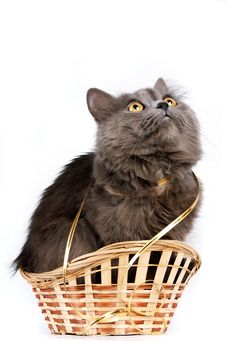 Gray cat with yellow eyes and a gold ribbon in a basket on a white background
