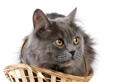 Gray cat with yellow eyes and a gold ribbon in a basket on a white background