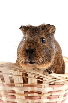 Portrait of a guinea pig in a wattled basket