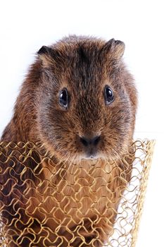 Portrait of a guinea pig in a gold wattled basket on a white background