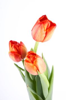 The bouquet of red tulips lies on a white background