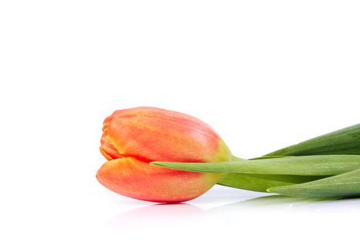 The red tulip lies on a white background