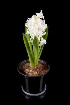 White hyacinth in a pot on a black background