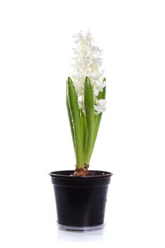 White hyacinth in a pot on a white background
