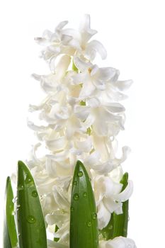White flowers of a hyacinth on a white background