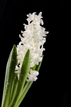 White hyacinth in dewdrops on a black background