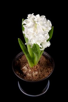 White hyacinth in a pot on a black background