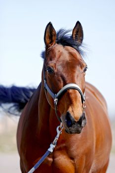 Portrait of a sports horse