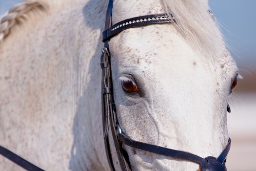 Eye of a white horse in a bridle close up