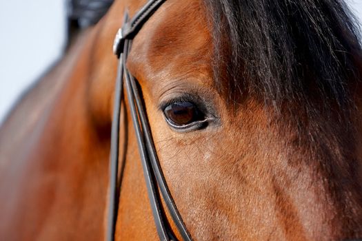 Eye of a horse in a bridle close up