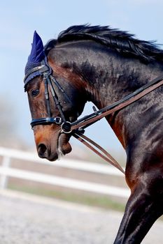 Portrait of an angry horse in a bridle on an arena