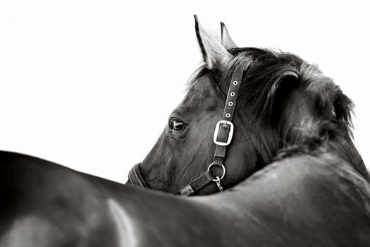 Portrait of a sports horse
