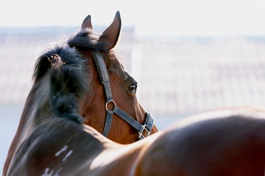 Portrait of a sports horse