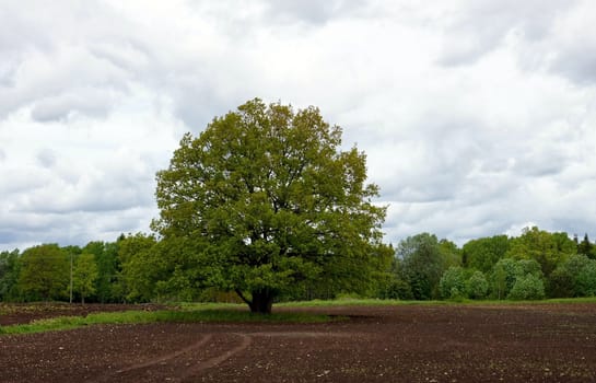 Landscape with a field and a green oak