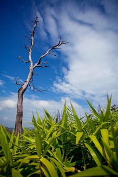 Dead tree with blue sky