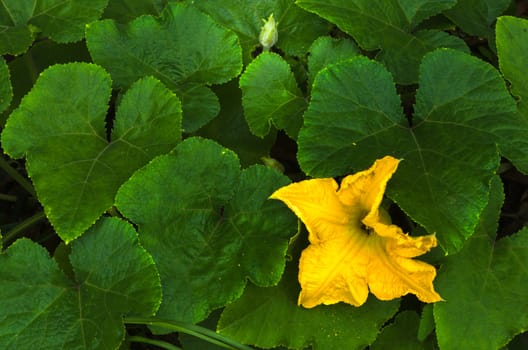 yellow pumpkin flower on green leaf background