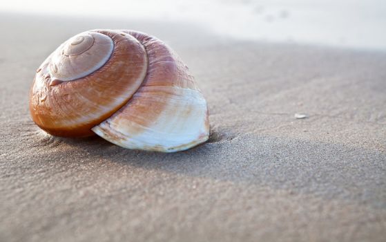 Seashell on the summer beach next to the sea