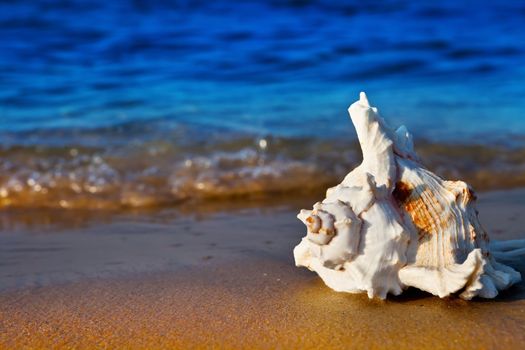 Seashell on the summer beach next to the sea