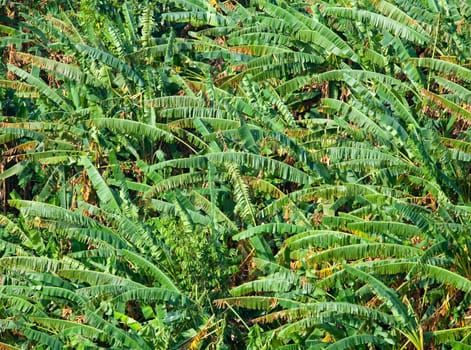 Banana Leaf in forest